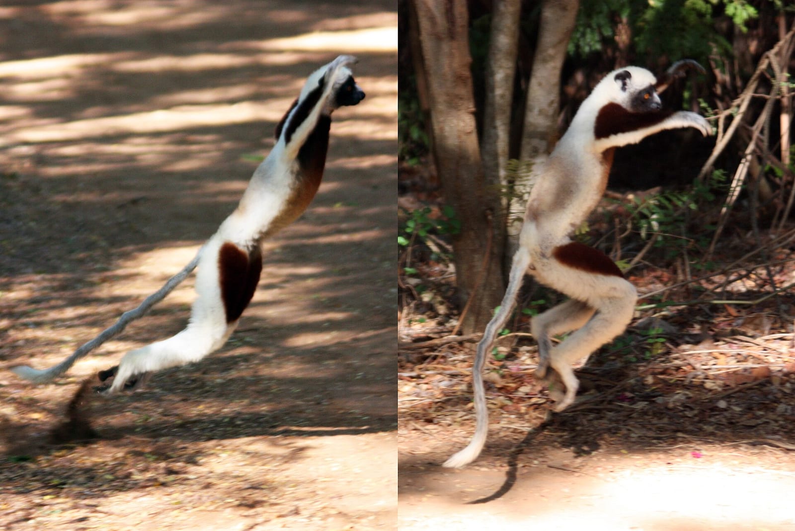 Madagascar lemur and photographer