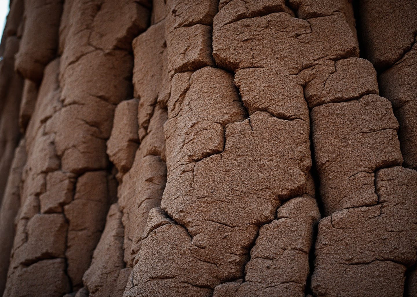 Baobab trunk close up texture