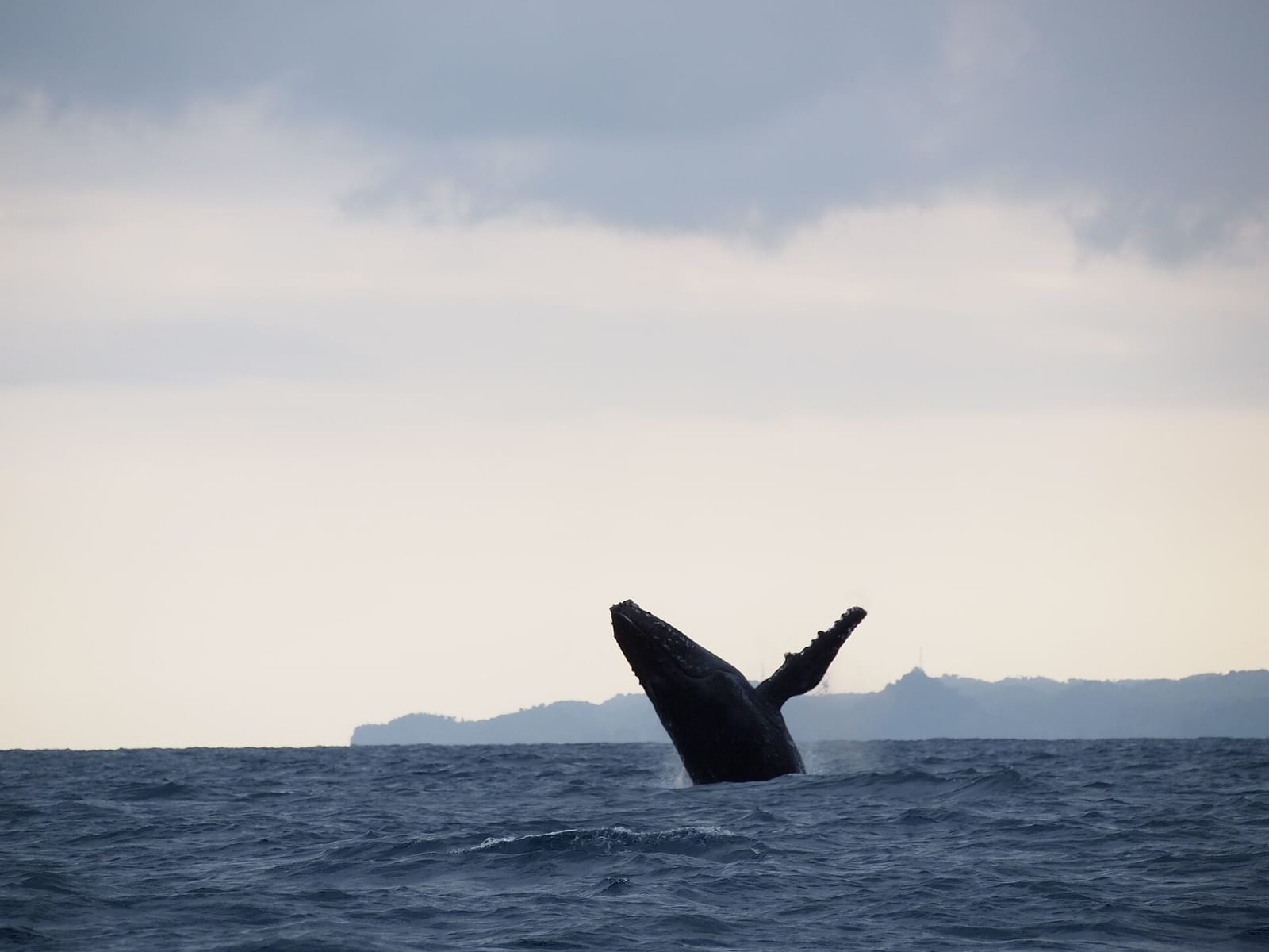 Humpback whale breaching Sainte Marie Madagascar