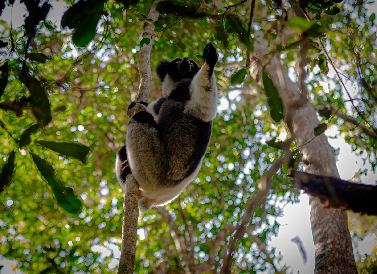 Andasibe rainforest lemur indri