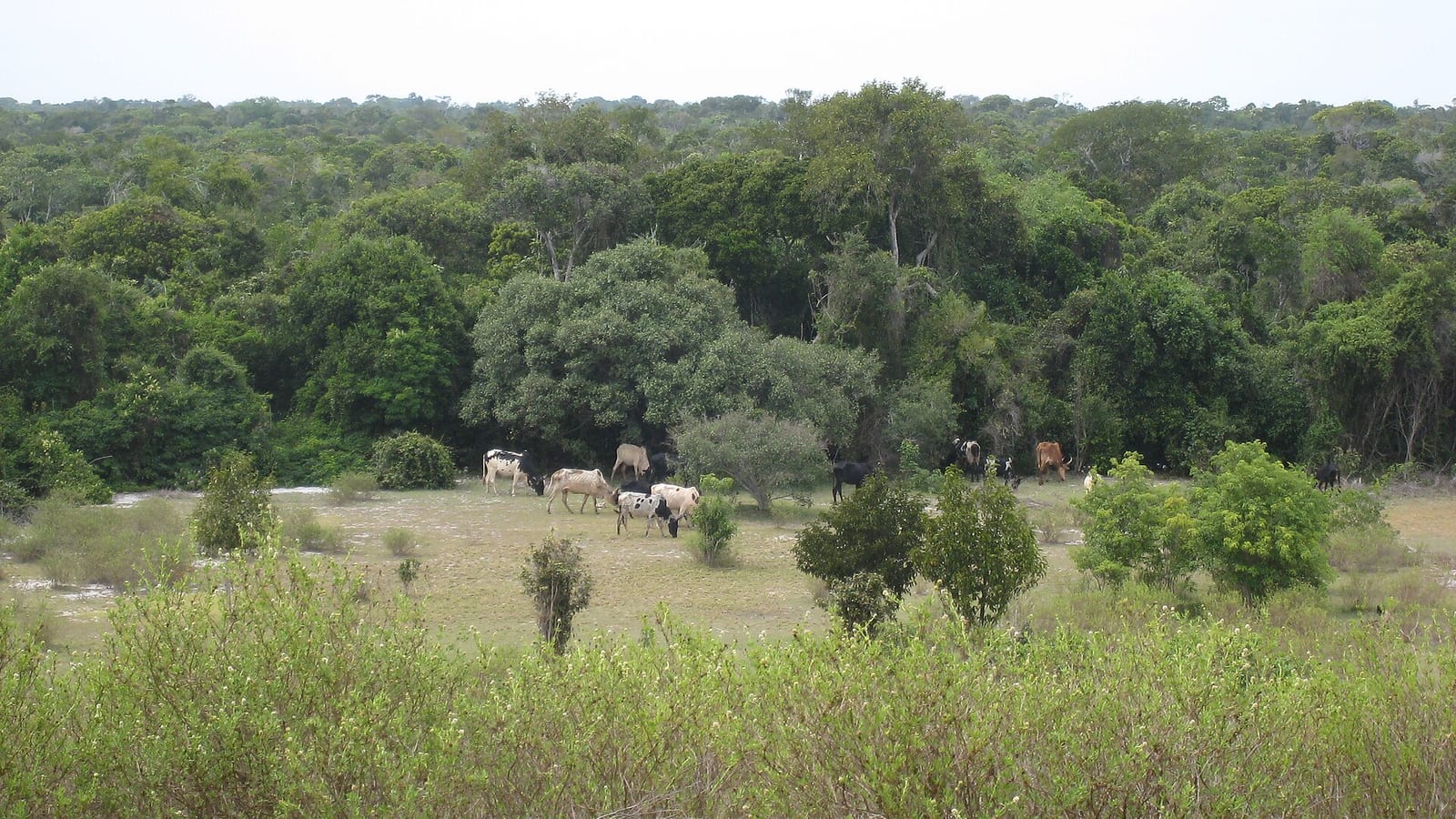 Madagascar zebu cattle grazing