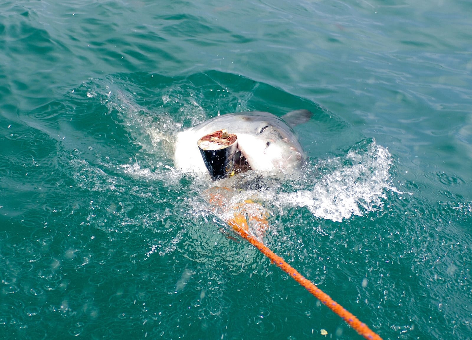 Great white shark cage diving South Africa