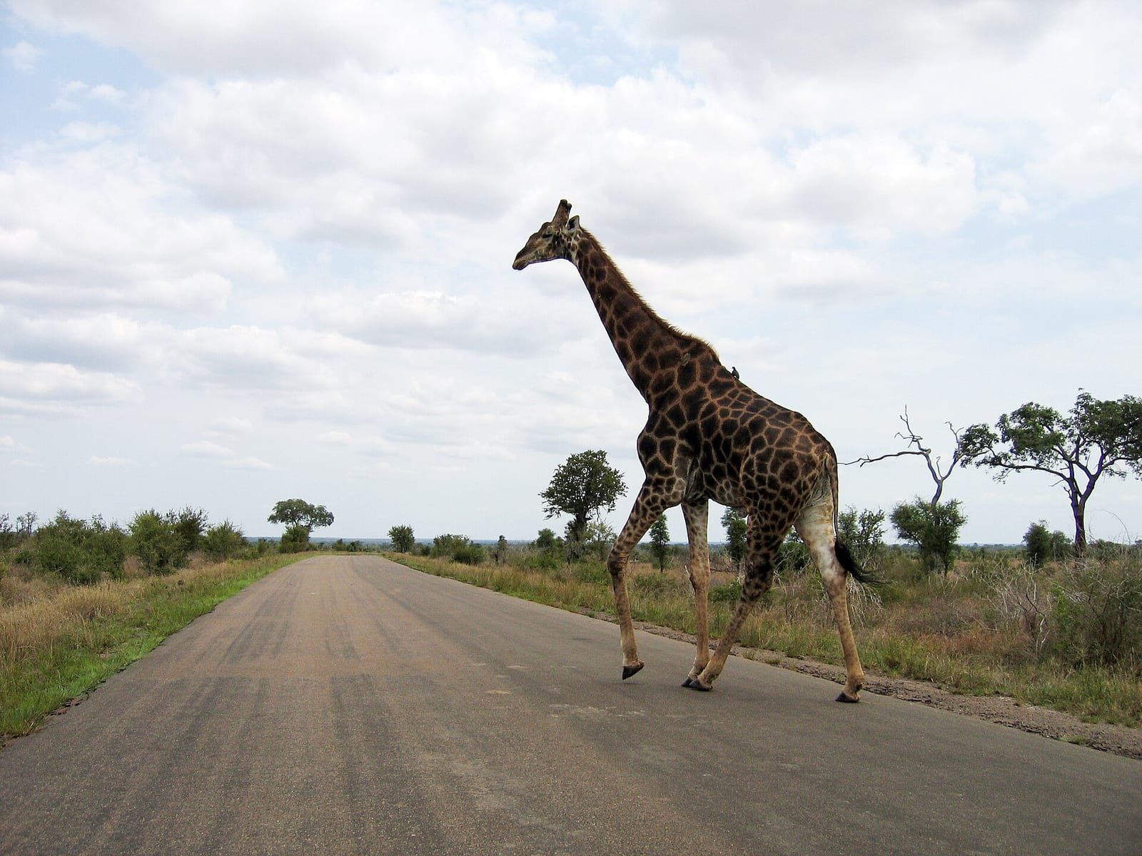 Kruger National Park elephant crossing road