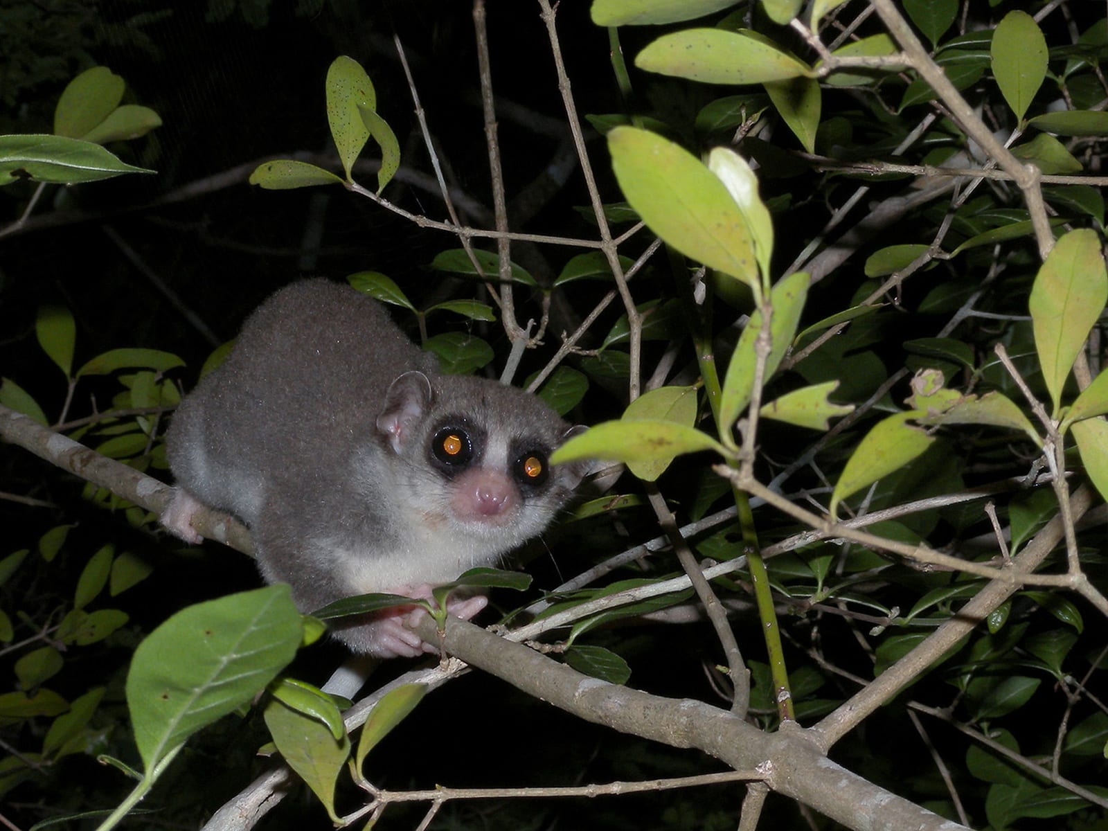 Kirindy forest night walk Madagascar